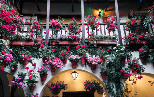 ruta patios Córdoba
